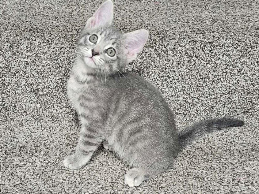 Enlarge Shannon, a Adoptable Domestic Short Hair in Cookeville, TN image 1/3