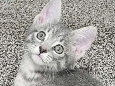 Enlarge Shannon, a Adoptable Domestic Short Hair in Cookeville, TN image 2/3