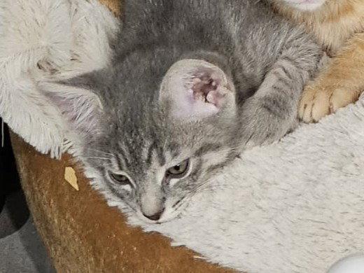 Enlarge Shannon, a Adoptable Domestic Short Hair in Cookeville, TN image 3/3