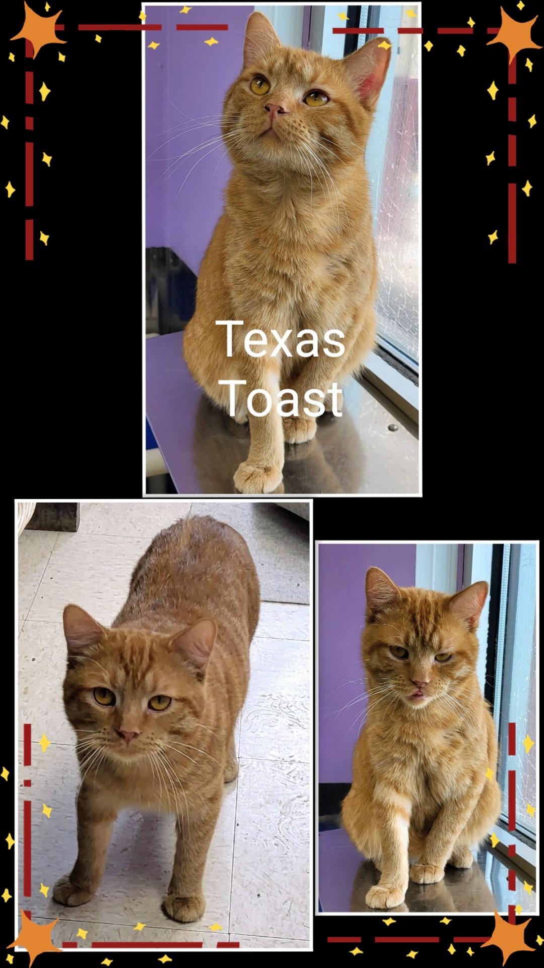 Enlarge Texas Toast, a ADOPTABLE mixed breed in Moline, IL image 1/1