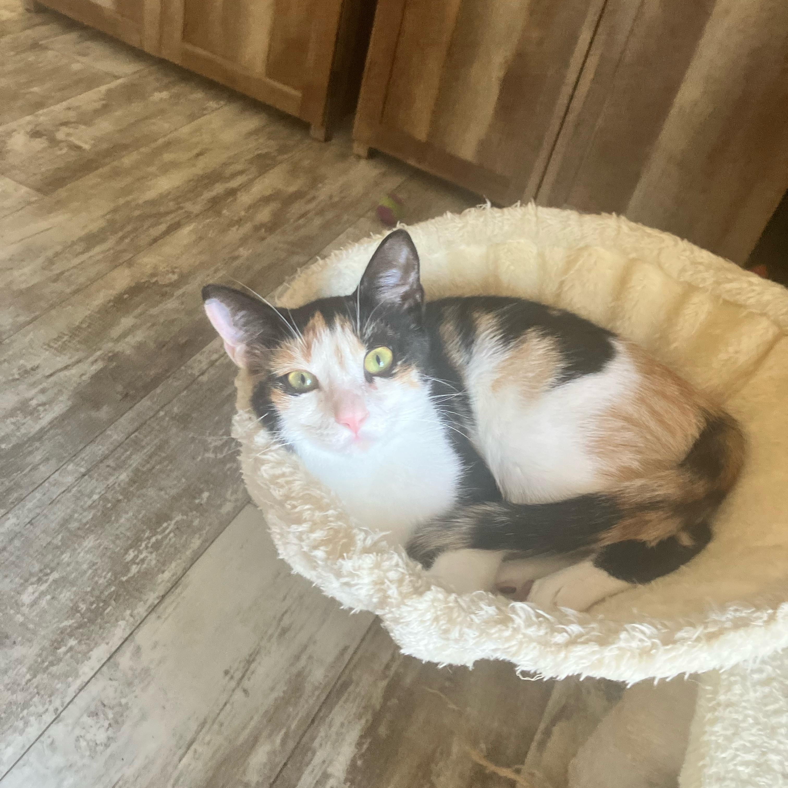Beverly, a ADOPTABLE Calico in Hartford, CT image 1/4
