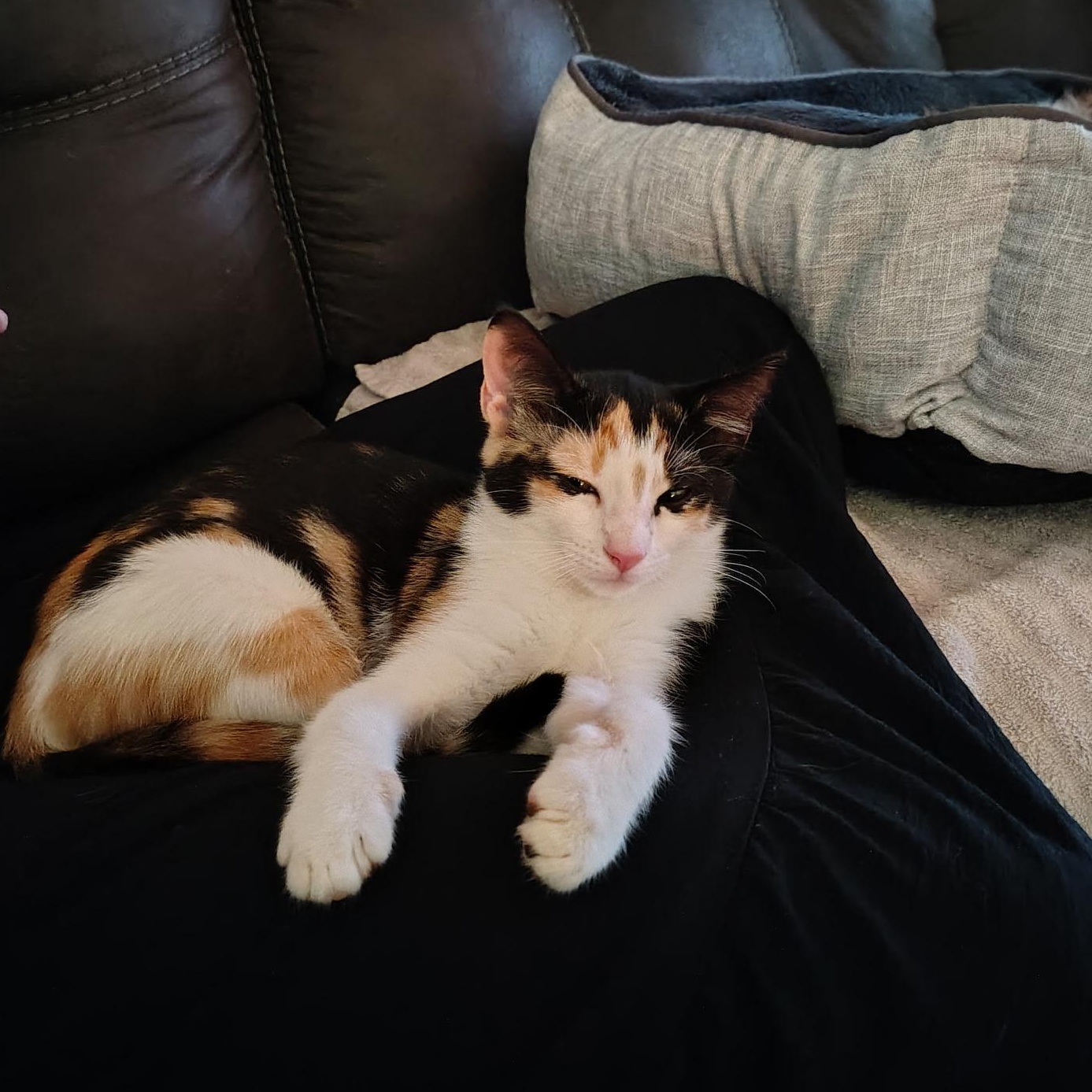 Beverly, a ADOPTABLE Calico in Hartford, CT image 3/4
