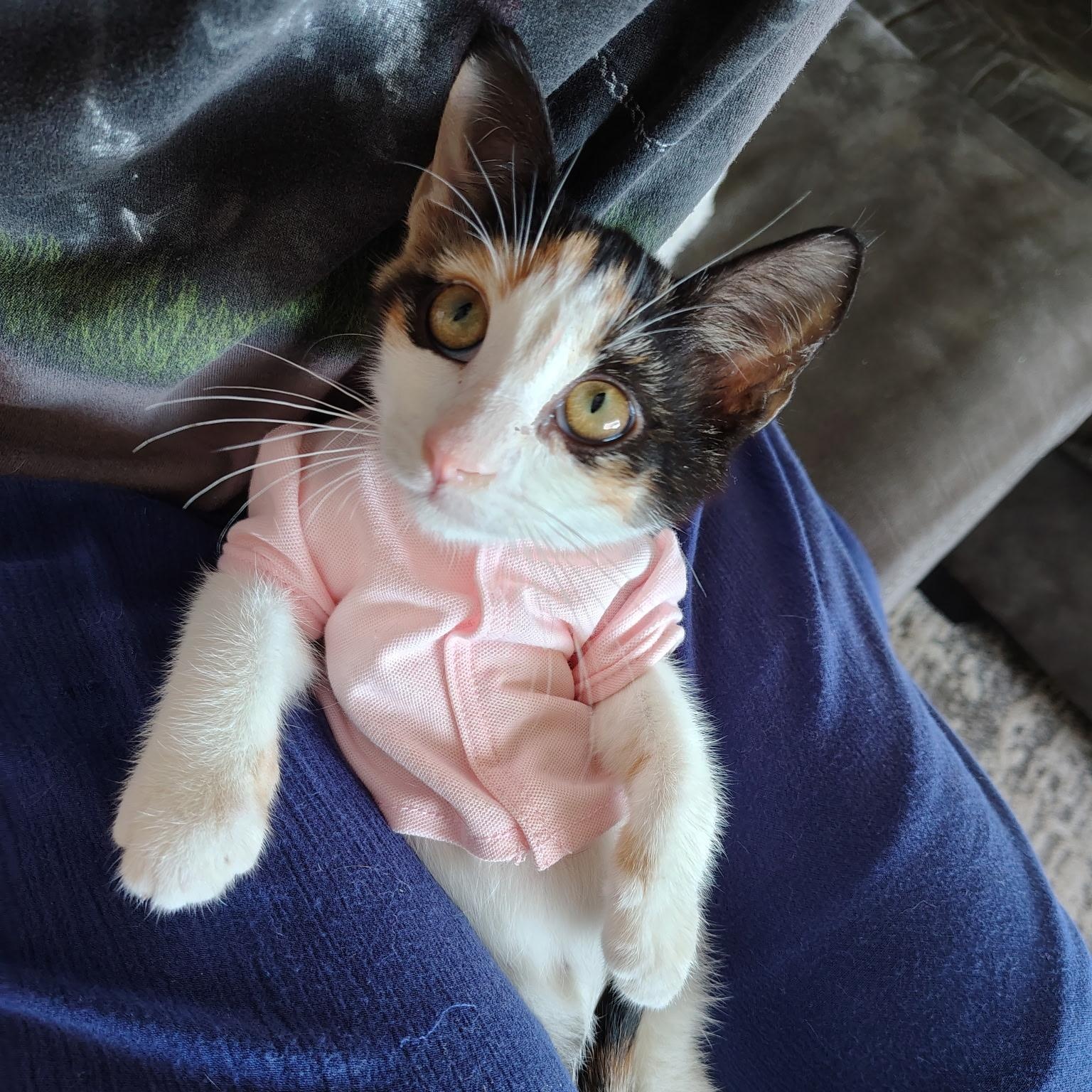 Beverly, a ADOPTABLE Calico in Hartford, CT image 2/4