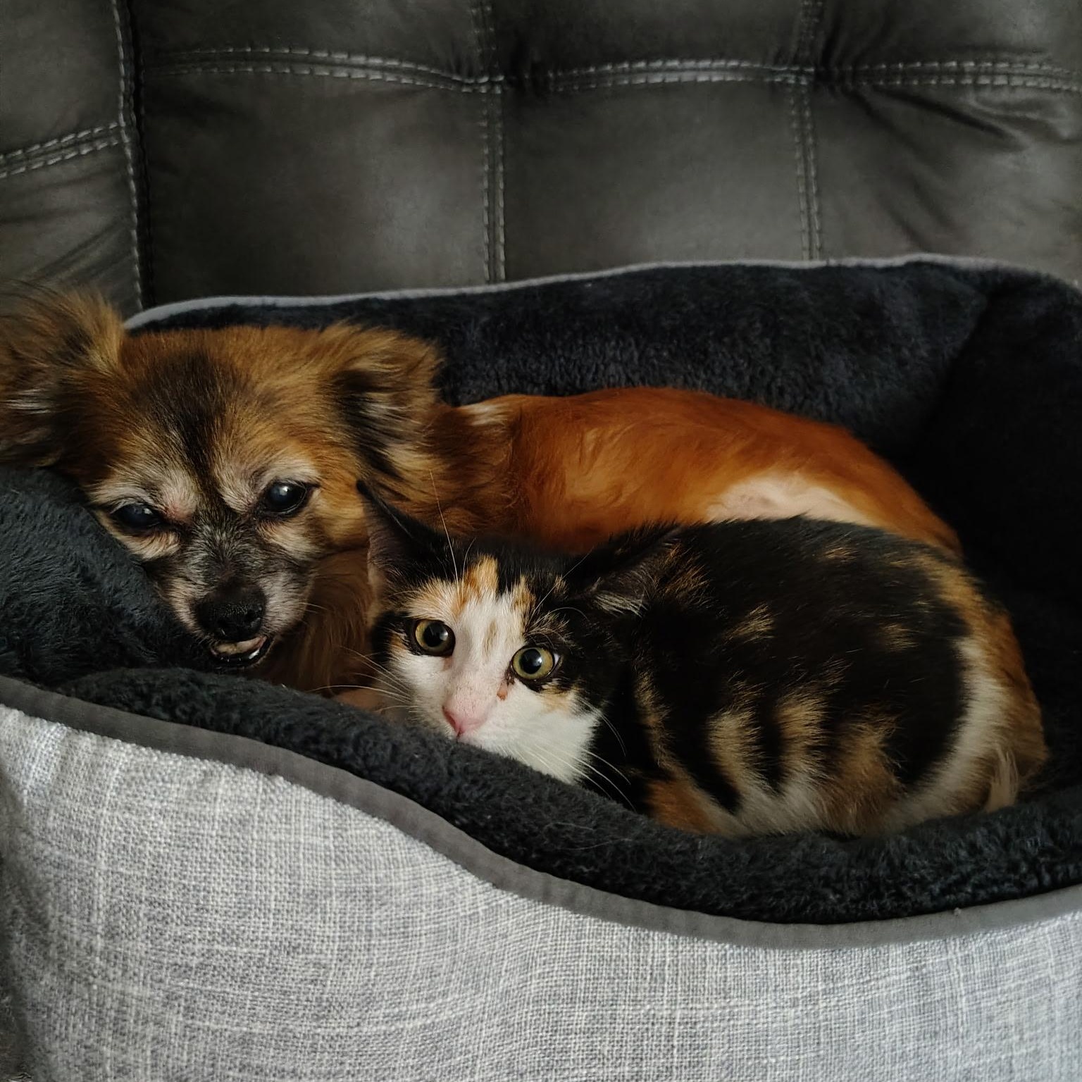 Beverly, a ADOPTABLE Calico in Hartford, CT image 4/4