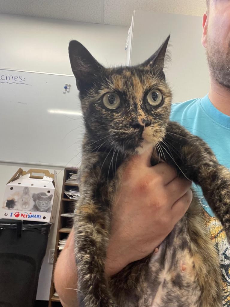 Angi, Adoptable, Young Female Domestic Short Hair.