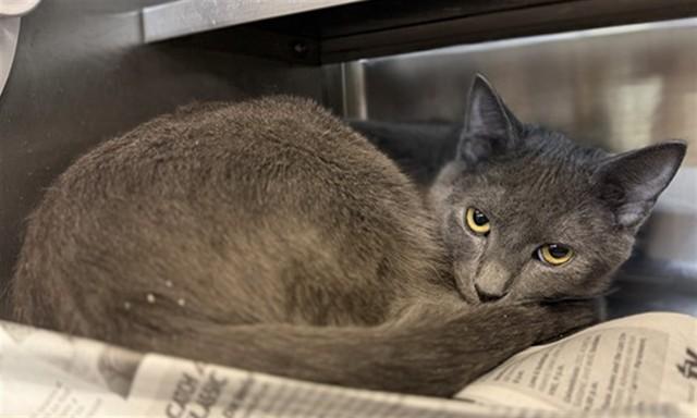 RUDY, Adoptable, Young Male Domestic Short Hair.