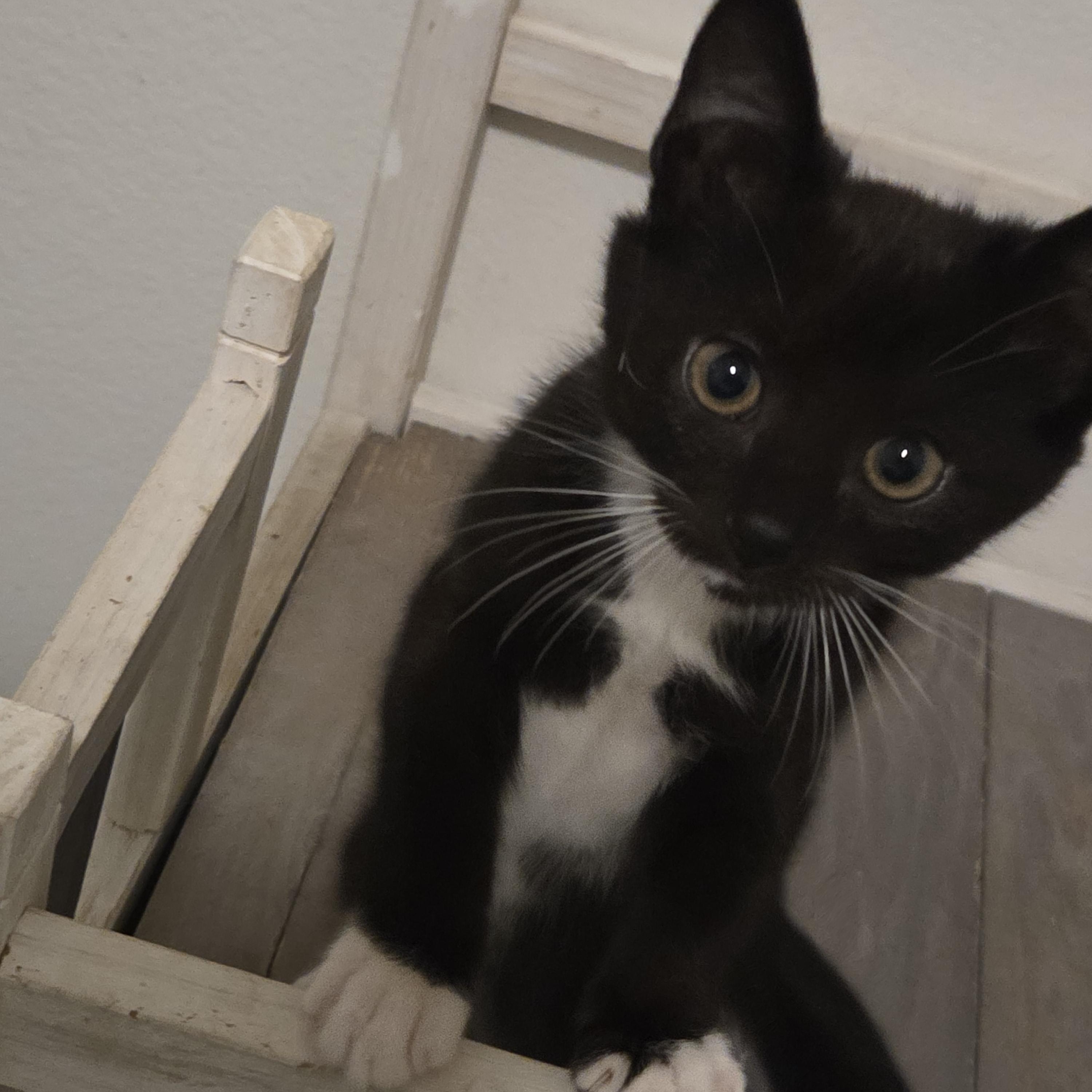 (Guru) Otho, ADOPTABLE, Kitten Male Tuxedo.