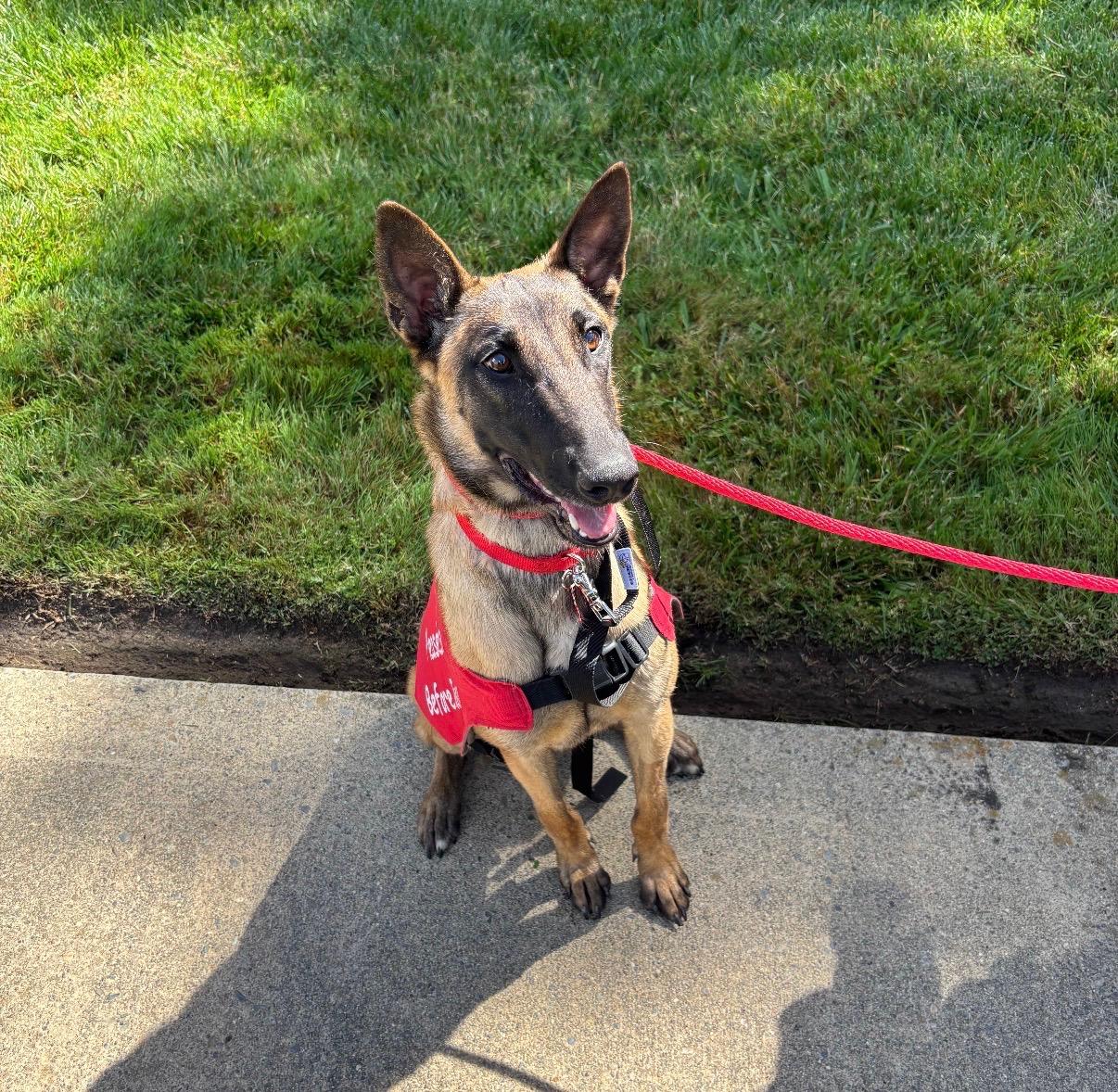 Enlarge 26Athena2- POB, a Adoptable Belgian Shepherd / Malinois in Shingle Springs, CA image 2/4