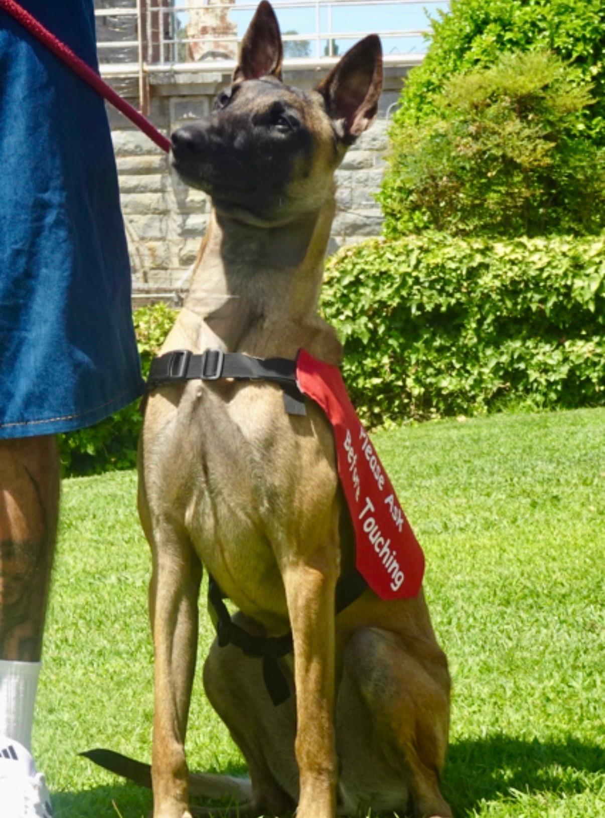 Enlarge 26Athena2- POB, a Adoptable Belgian Shepherd / Malinois in Shingle Springs, CA image 3/4
