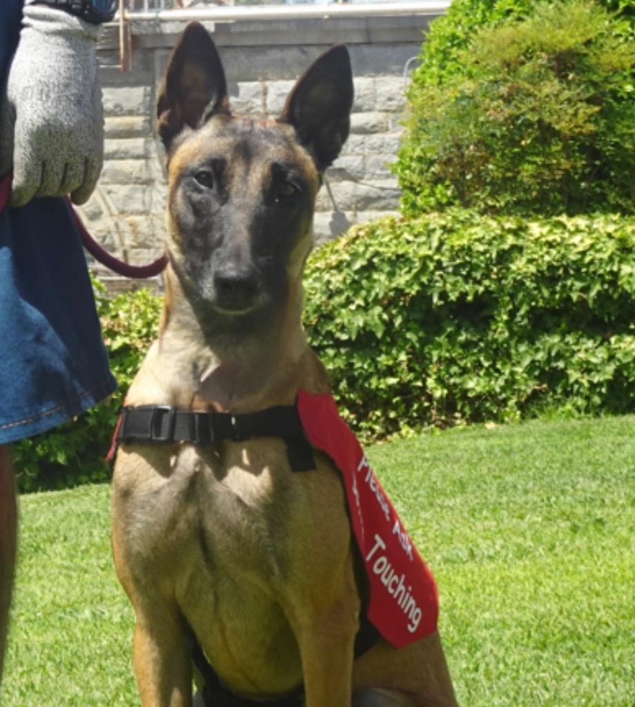 Enlarge 26Athena2- POB, a Adoptable Belgian Shepherd / Malinois in Shingle Springs, CA image 4/4