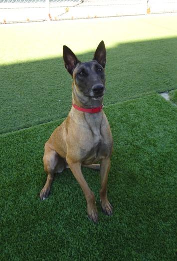 26Athena2- POB, Adoptable, Adult Female Belgian Shepherd / Malinois.