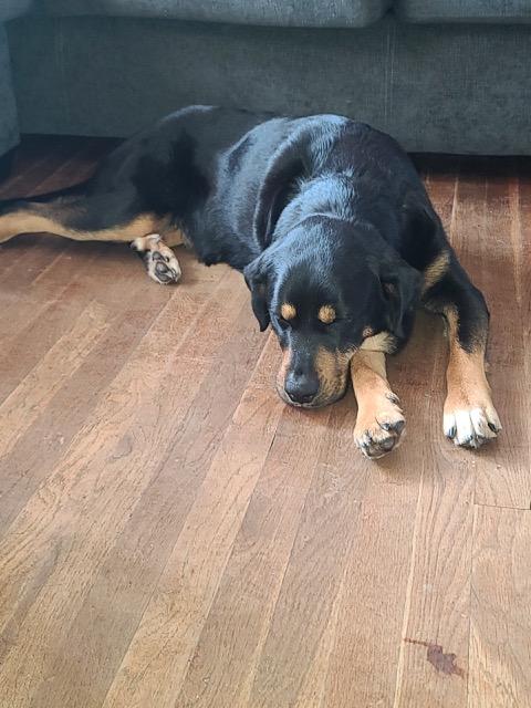 Cookie- Pregnant Mama