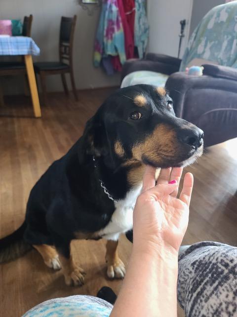 Cookie- Pregnant Mama