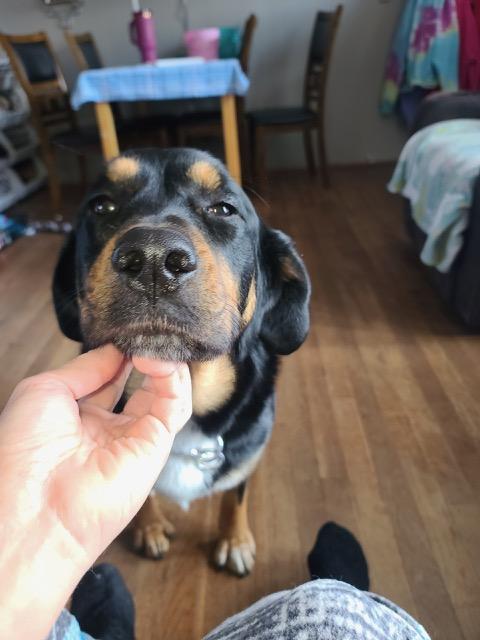 Cookie- Pregnant Mama