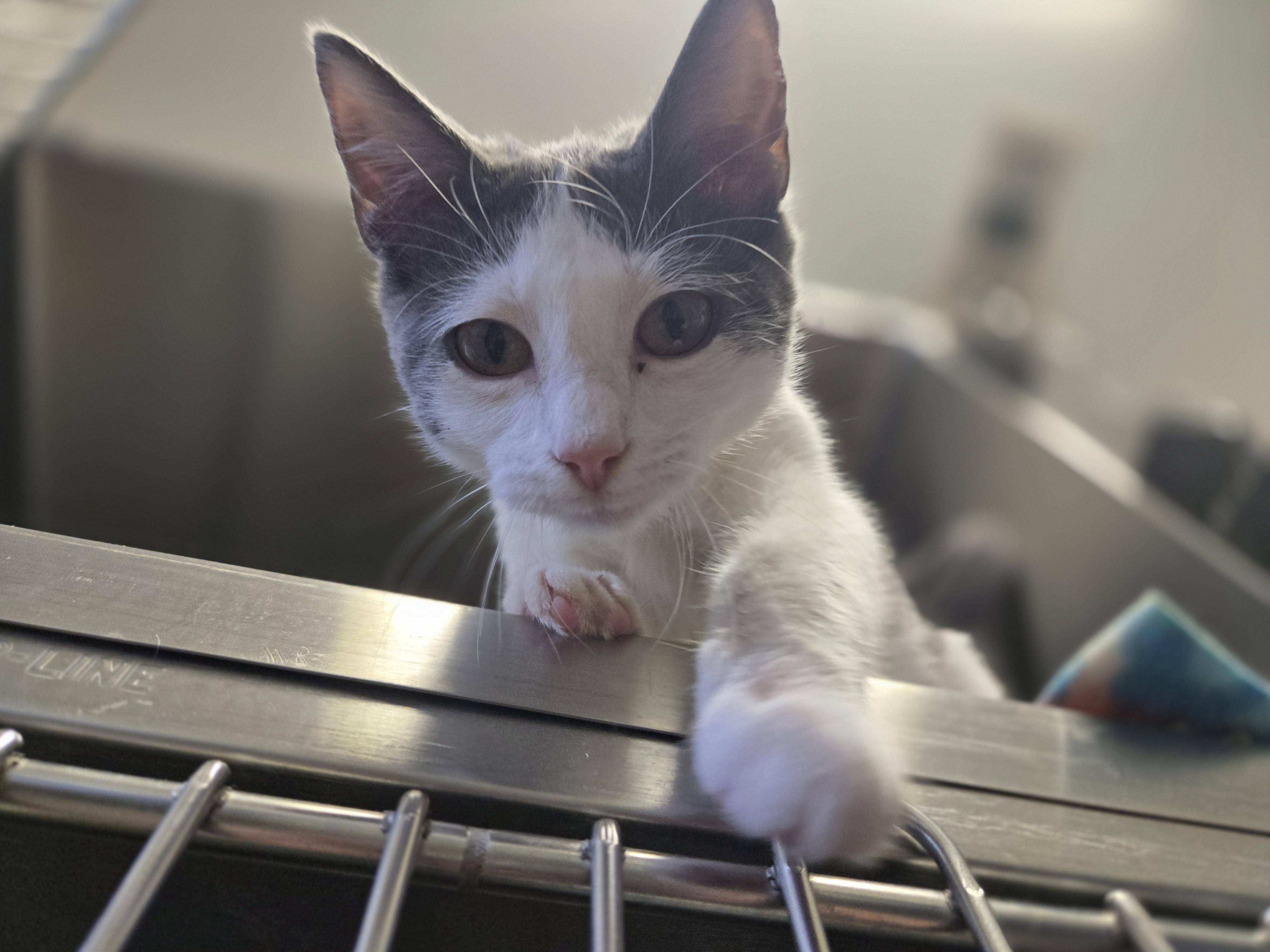 Oakley, Adoptable, Young Male Domestic Short Hair.