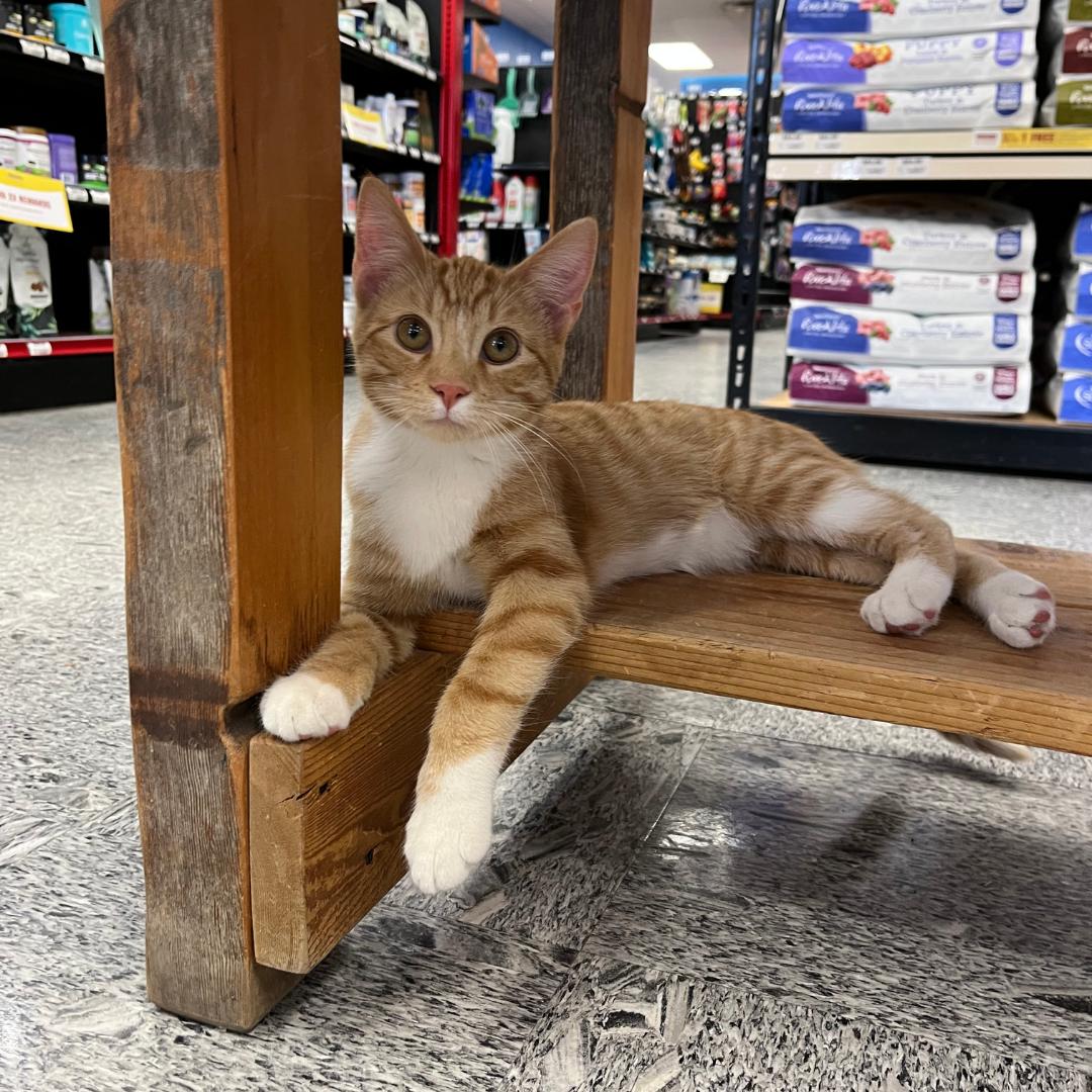 Enlarge Nacho, an adopted Domestic Short Hair in Stockholm, WI image 4/5