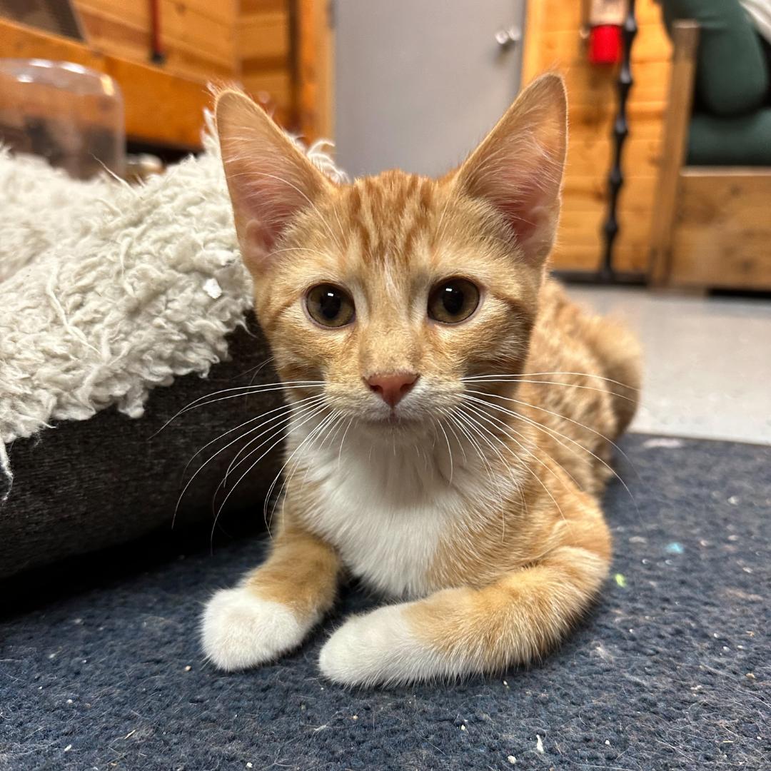 Enlarge Nacho, an adopted Domestic Short Hair in Stockholm, WI image 1/5