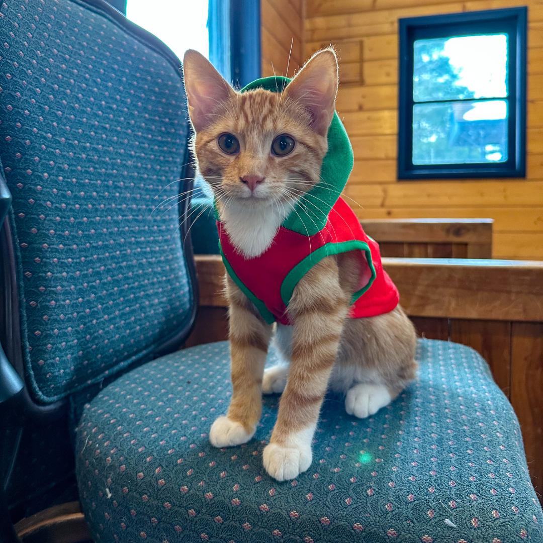 Enlarge Nacho, an adopted Domestic Short Hair in Stockholm, WI image 3/5