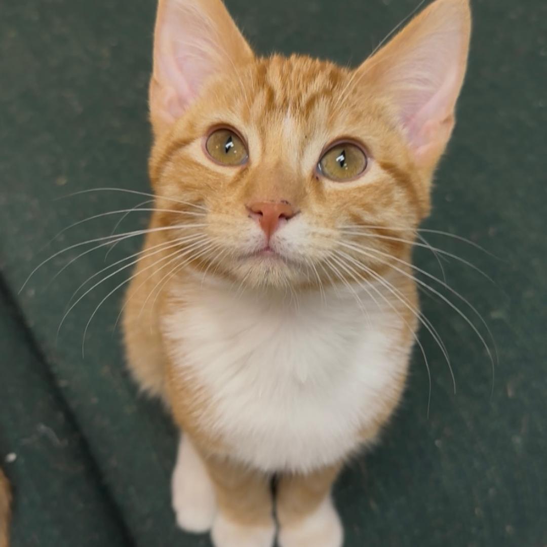 Enlarge Nacho, an adopted Domestic Short Hair in Stockholm, WI image 2/5