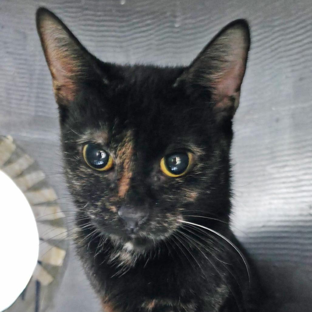 Prytania, a Adoptable Domestic Short Hair in Galveston, TX image 1/2