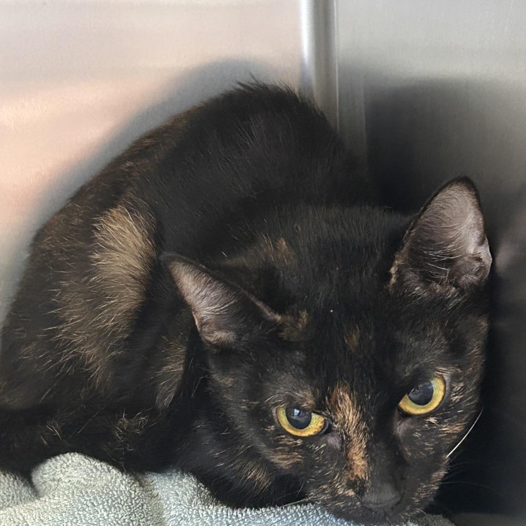 Prytania, a Adoptable Domestic Short Hair in Galveston, TX image 2/2