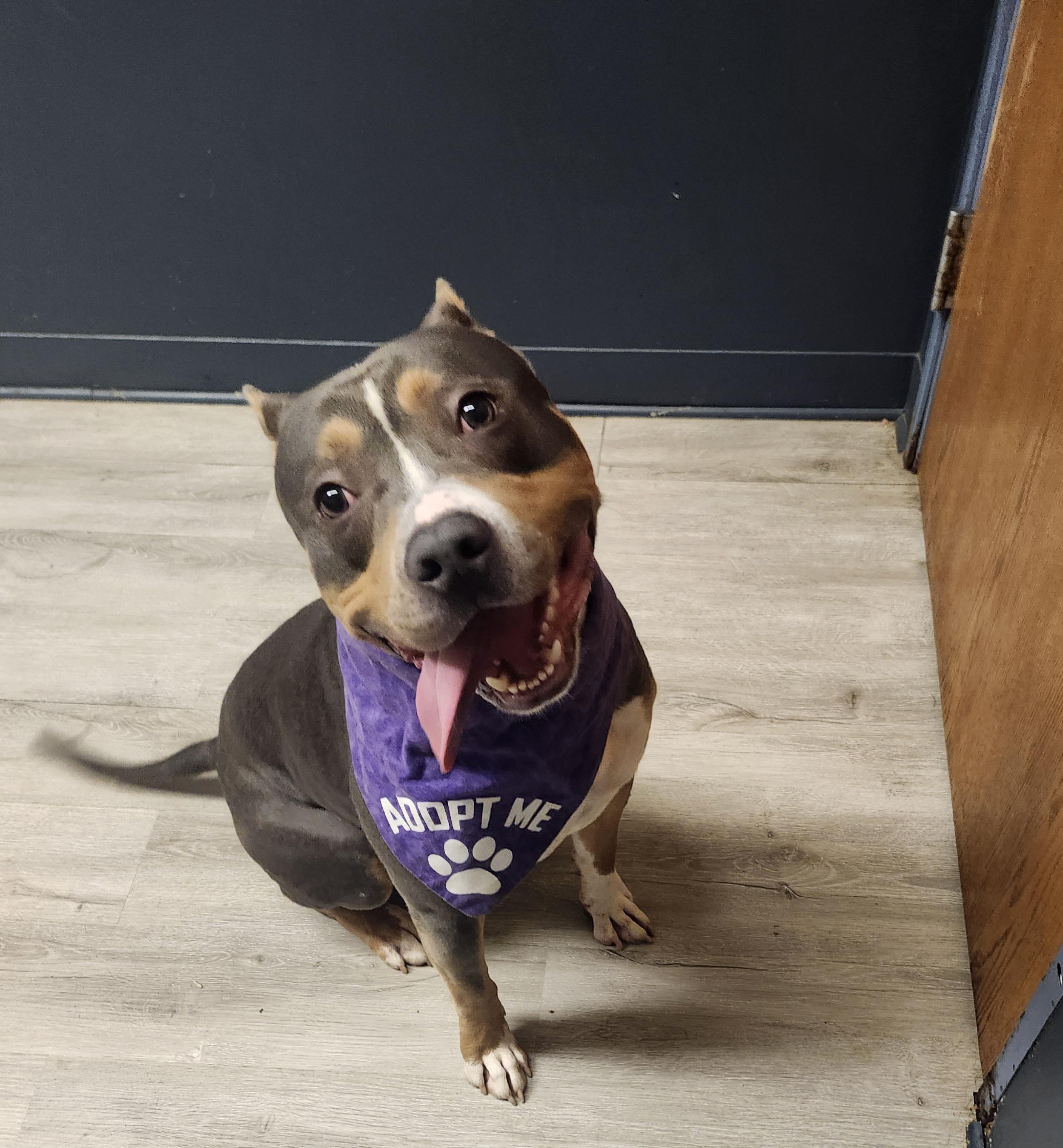 Enlarge Huncho, an adoptable mixed breed in Mansfield, OH image 1/4