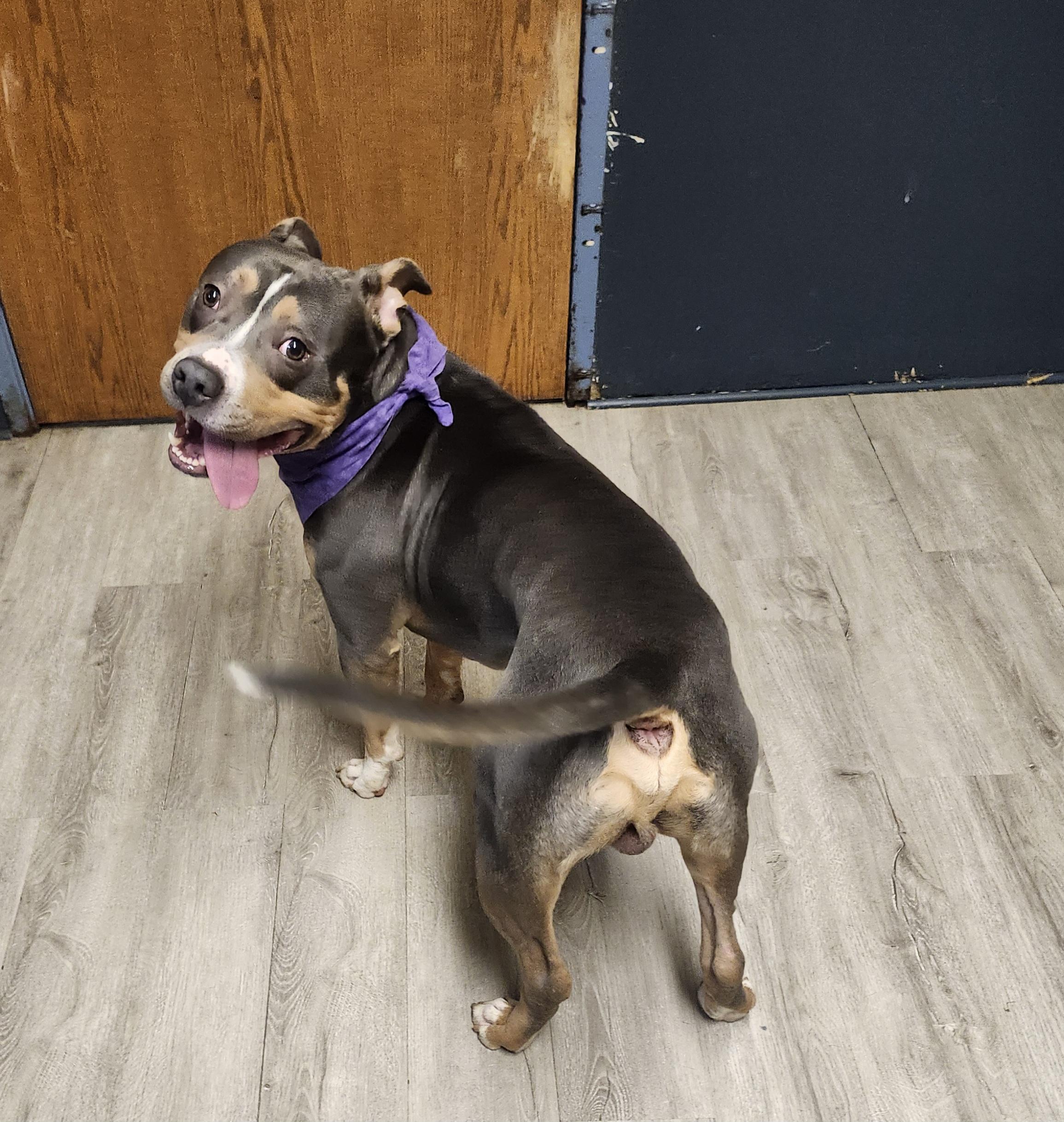 Enlarge Huncho, an adoptable mixed breed in Mansfield, OH image 4/4