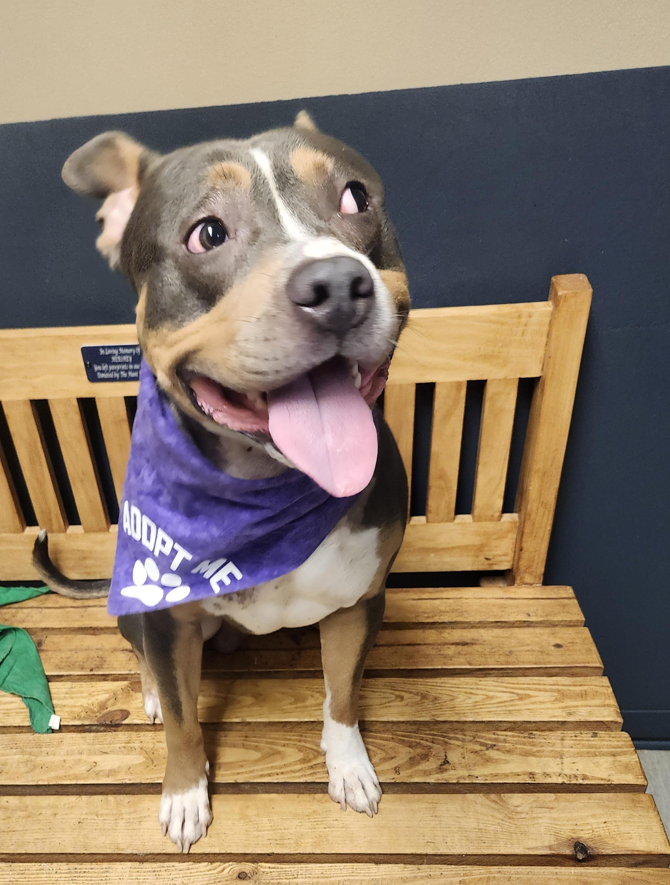 Enlarge Huncho, an adoptable mixed breed in Mansfield, OH image 3/4