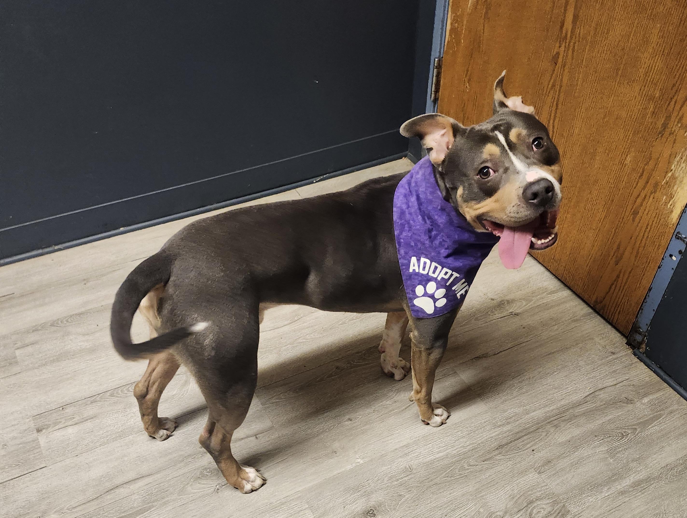 Enlarge Huncho, an adoptable mixed breed in Mansfield, OH image 2/4