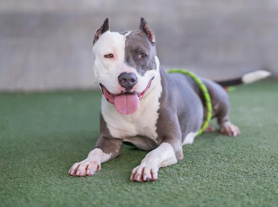 UCLA, Adoptable, Adult Female Pit Bull Terrier.