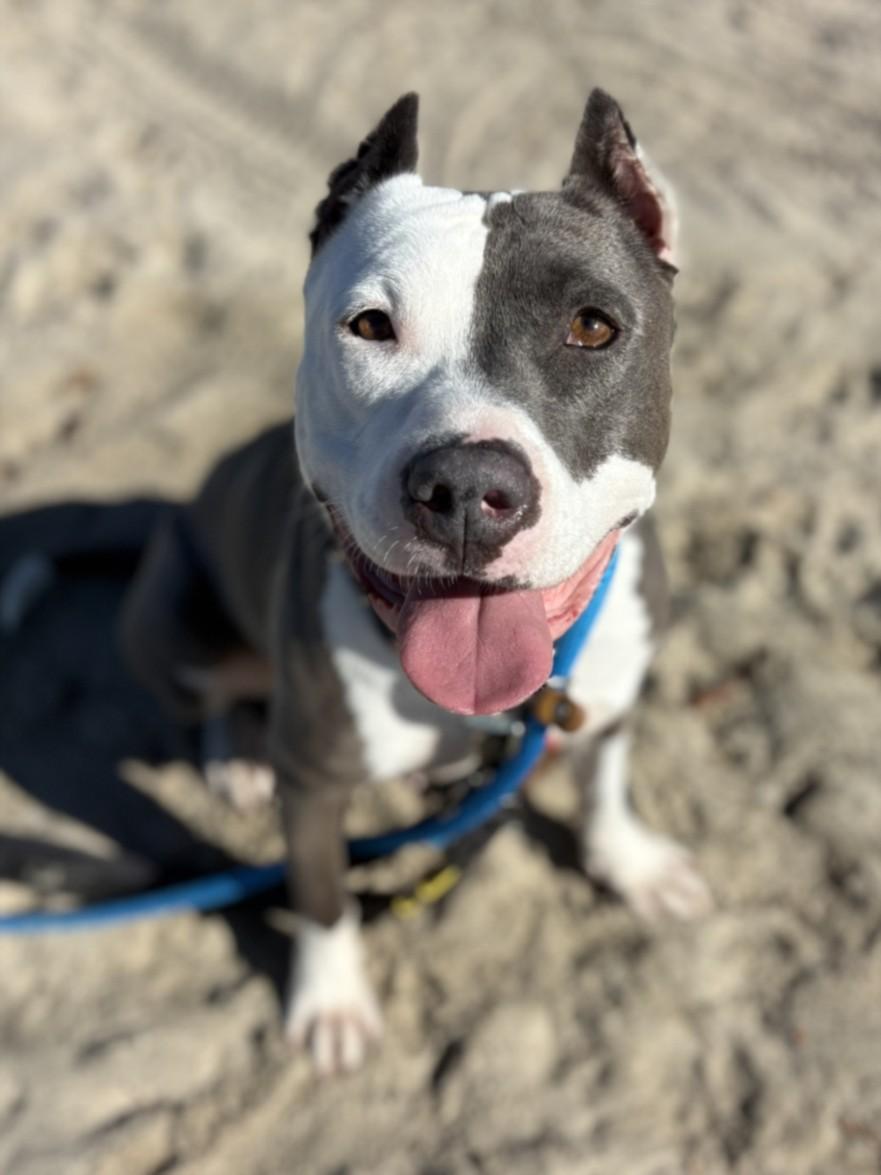 UCLA, Adoptable, Adult Female Pit Bull Terrier.