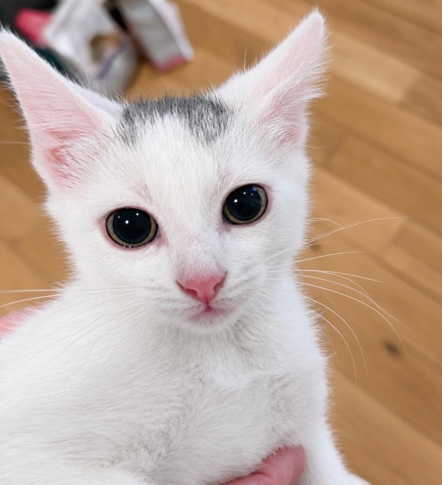 Enlarge Stamford Baby: Glenbrook, a Adoptable Domestic Short Hair in Warren, CT image 6/6