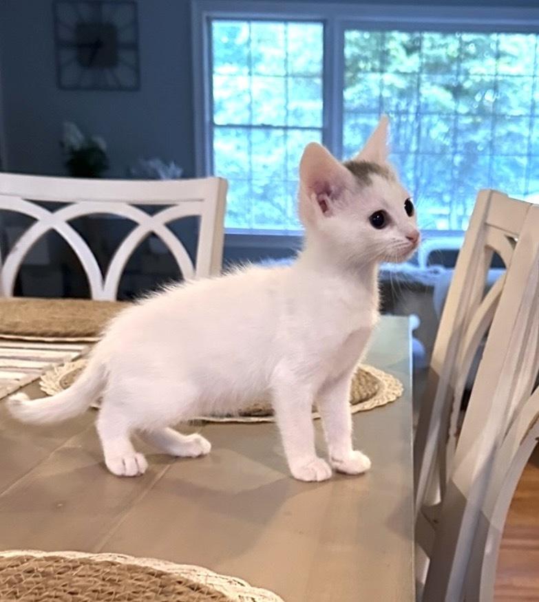 Enlarge Stamford Baby: Glenbrook, a Adoptable Domestic Short Hair in Warren, CT image 2/6