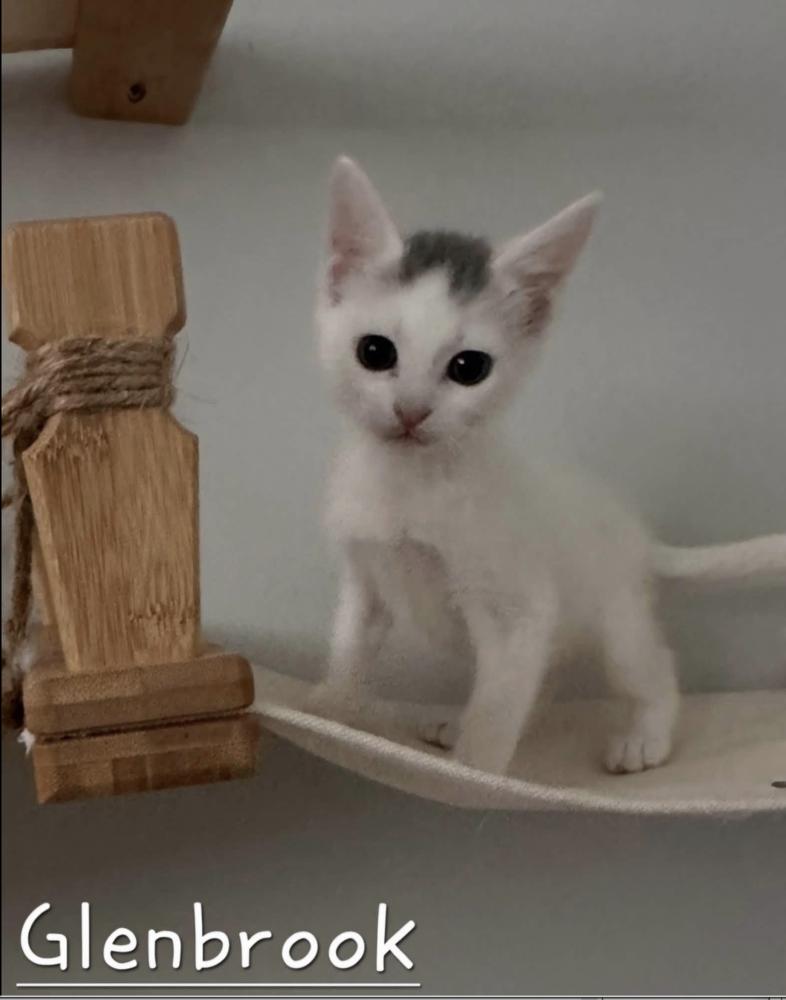 Enlarge Stamford Baby: Glenbrook, a Adoptable Domestic Short Hair in Warren, CT image 3/6