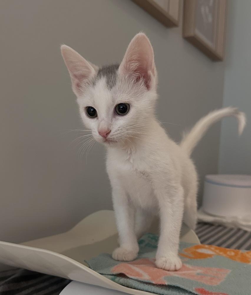 Stamford Baby: Glenbrook, Adoptable, Kitten Male Domestic Short Hair.