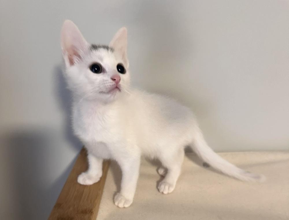 Enlarge Stamford Baby: Glenbrook, a Adoptable Domestic Short Hair in Warren, CT image 4/6