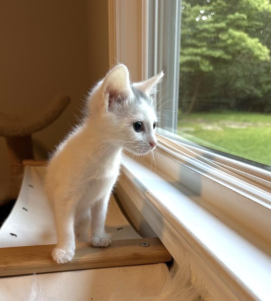 Enlarge Stamford Baby: Glenbrook, a Adoptable Domestic Short Hair in Warren, CT image 5/6