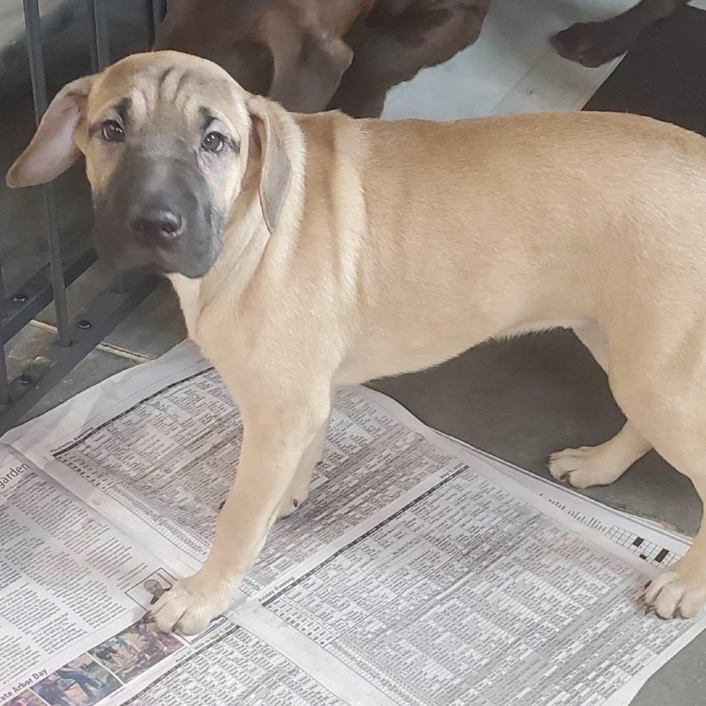 Enlarge Alexandra (The Charming Litter), a Adoptable mixed breed in Lenoir, NC image 1/4