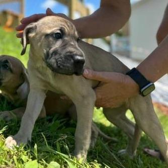 Alexandra (The Charming Litter), a Adoptable mixed breed in Lenoir, NC image 1/4