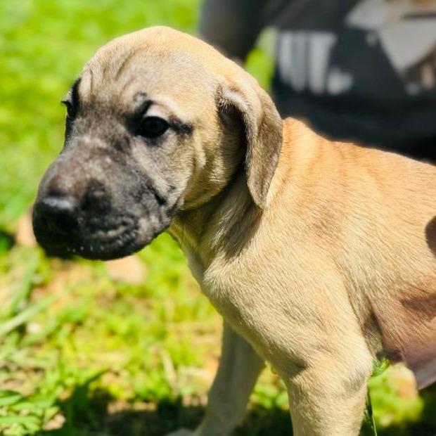 Alexandra (The Charming Litter), a Adoptable mixed breed in Lenoir, NC image 2/4