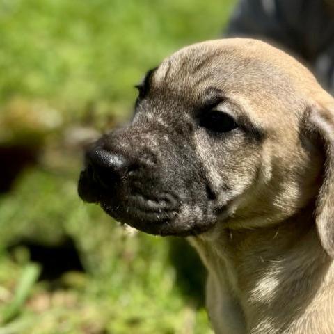 Alexandra (The Charming Litter), a Adoptable mixed breed in Lenoir, NC image 3/4