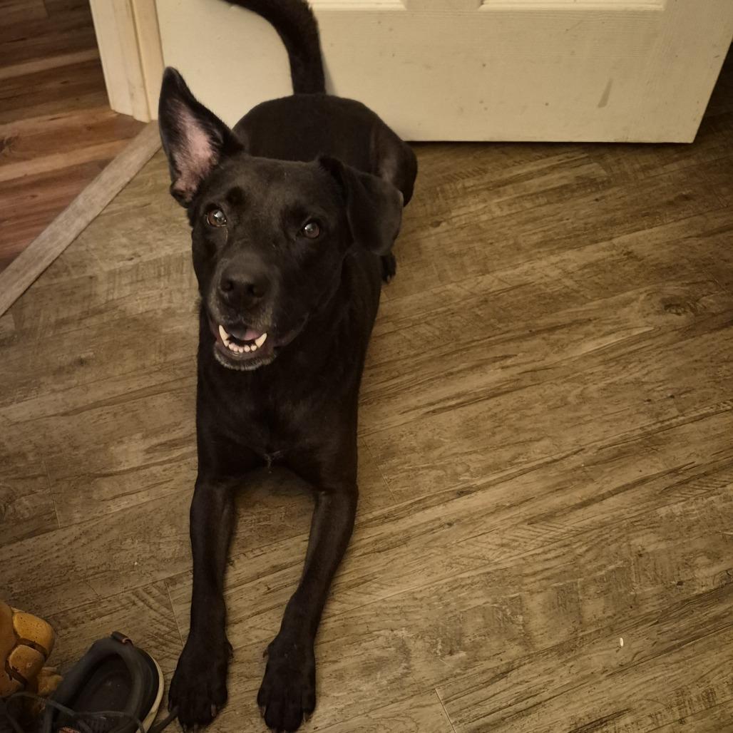Enlarge Alexandra (The Charming Litter), a Adoptable mixed breed in Lenoir, NC image 2/4