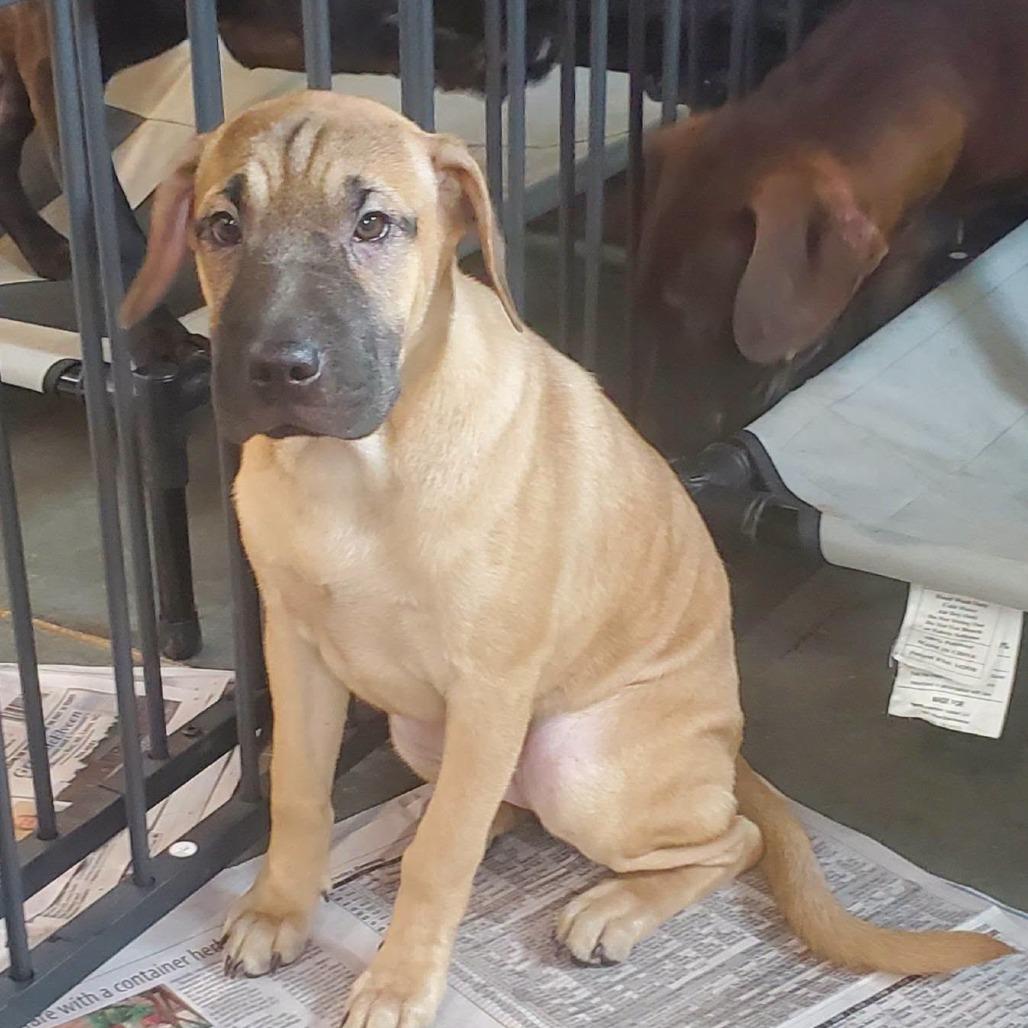 Enlarge Alexandra (The Charming Litter), a Adoptable mixed breed in Lenoir, NC image 3/4