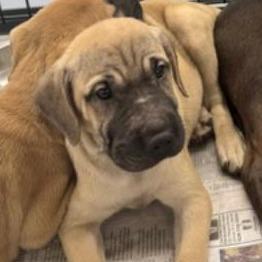 Alexandra (The Charming Litter), a Adoptable mixed breed in Lenoir, NC image 4/4