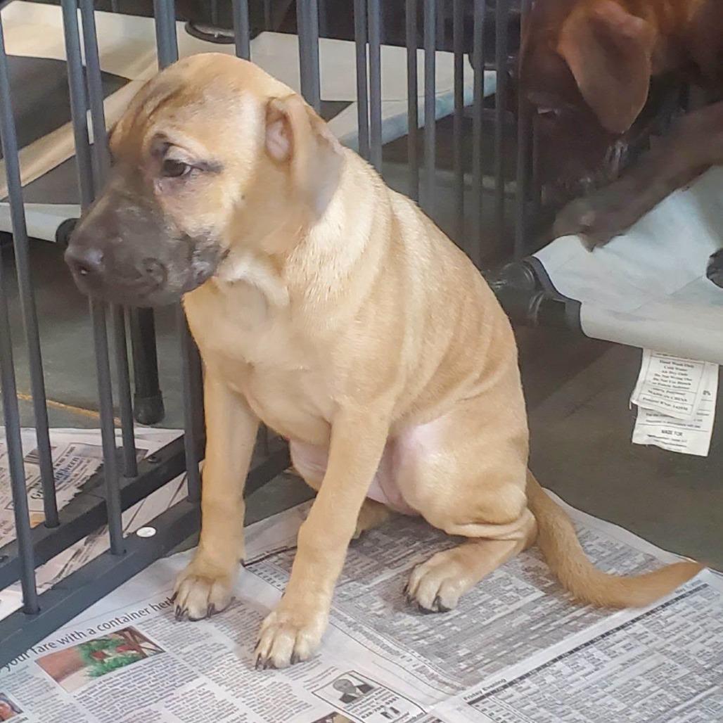 Enlarge Alexandra (The Charming Litter), a Adoptable mixed breed in Lenoir, NC image 4/4