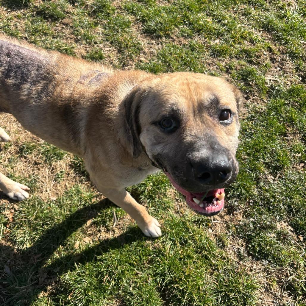 Chuck- (Chaucer), Adoptable, Adult Male Mixed Breed.