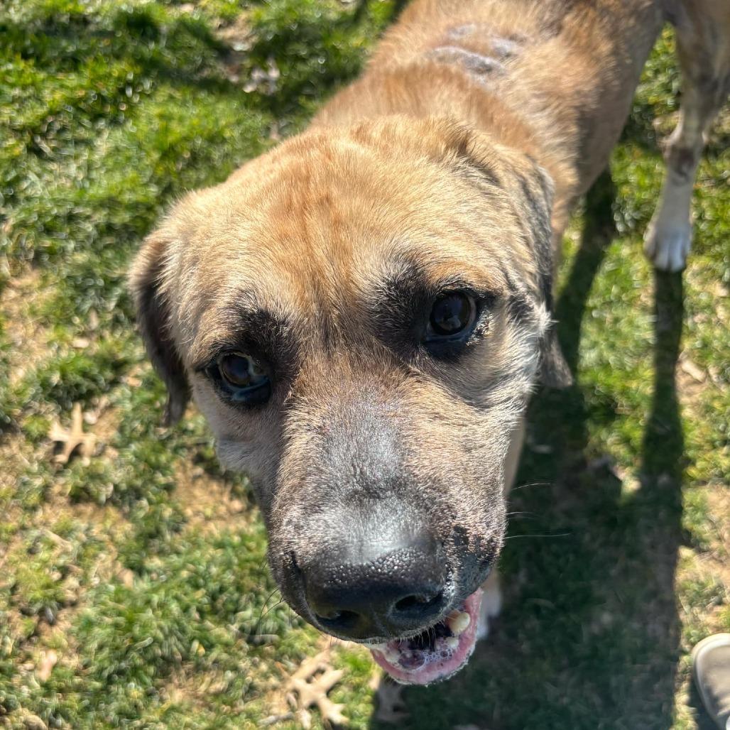 Enlarge Chuck- (Chaucer), a Adoptable Mixed Breed in Beckley, WV image 2/6