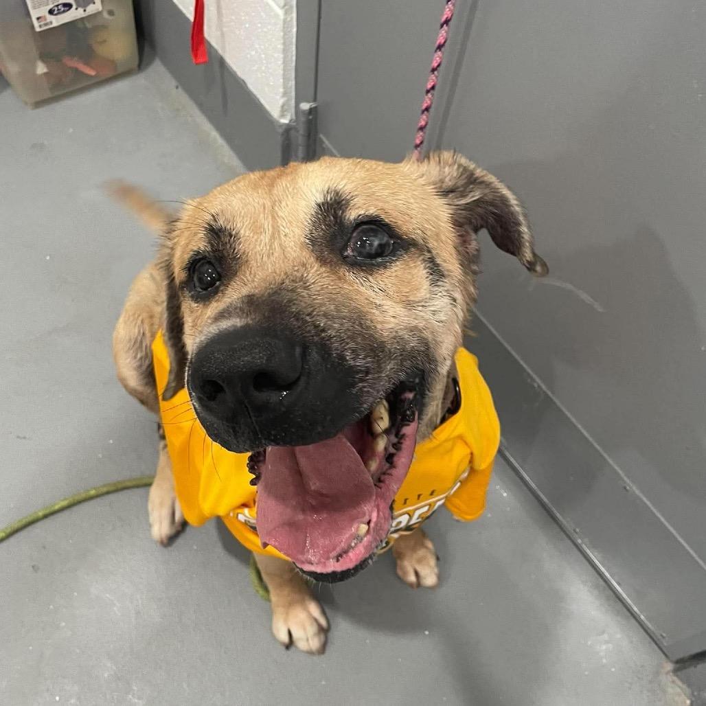 Enlarge Chuck- (Chaucer), a Adoptable Mixed Breed in Beckley, WV image 3/6