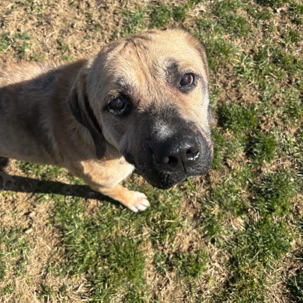 Enlarge Chuck- (Chaucer), a Adoptable Mixed Breed in Beckley, WV image 4/6