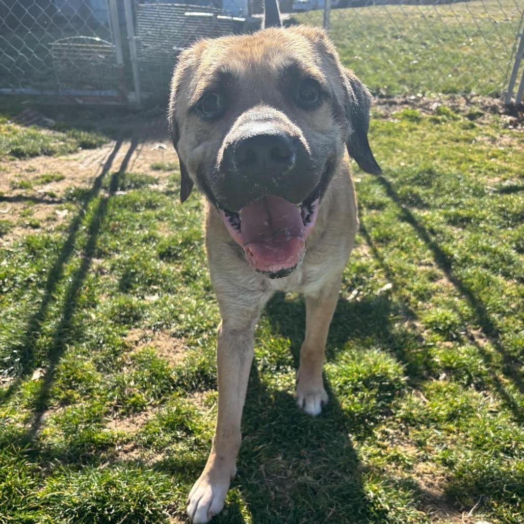 Enlarge Chuck- (Chaucer), a Adoptable Mixed Breed in Beckley, WV image 5/6